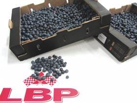 LBP Rotterdam blueberries