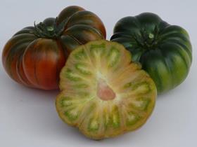 Marmode tomatoes The Greenery