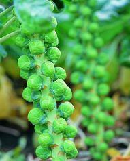 Brussels sprout supplies 'could double'