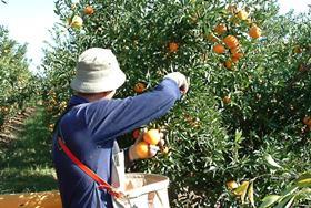 AU citrus picker