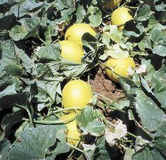 Spanish growers issue melon warning