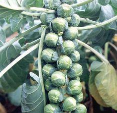 Sprouts showing promise