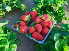 University of California strawberry cultivar UC9