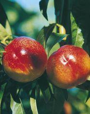 Europe gets stone-fruit revision