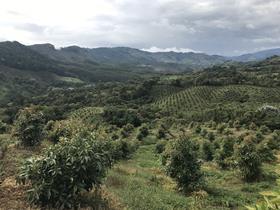 Colombia avocados