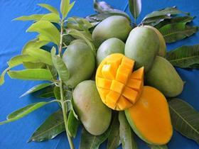 Indonesia Mango