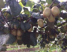 Cekok kiwifruit