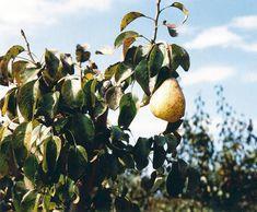 Producers feel pear apprehension