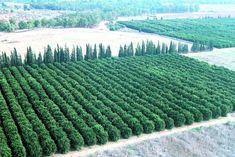 Israeli grapefruit to fill hurricane holes