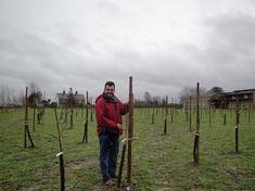 Thierry Croze pruned the newly planted Total Cherry trial trees at Owens Court farm