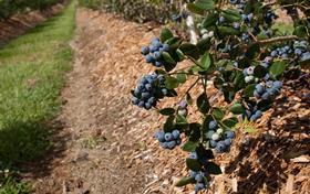 AU Blueberries Berry Exchange