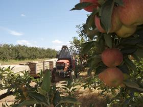 ZA apple orchard