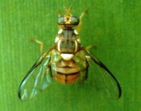 Oriental fruit fly