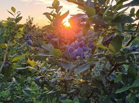 Baltic Berry blueberry sunset