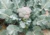 Date set for brassica conference