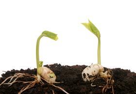 Two_Germinating_Seeds_2697167