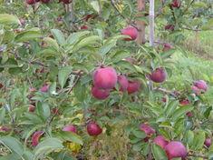 New York apples back on track