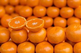 Murcott citrus