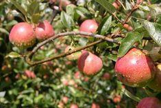 Waitrose predicts apple flux