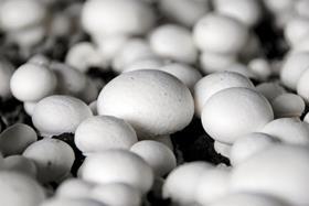 Generic white button mushrooms growing