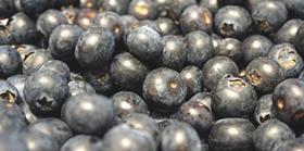 GEN blueberries