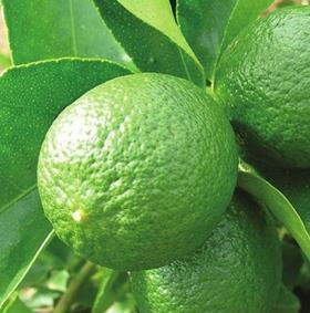 Persian limes