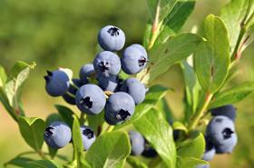 Oppy Peruvian blueberries