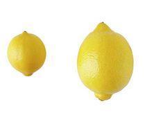 The Baby Lemons are half the size of the normal fruit