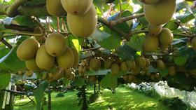 Kiwifruit vine
