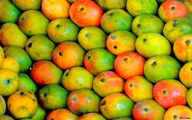 Indian Alphonso Mangoes_Credit P L Tandon Flickr