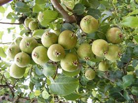 Rocha pears