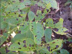 Alternaria leaf symptoms