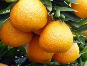South Africa soft citrus