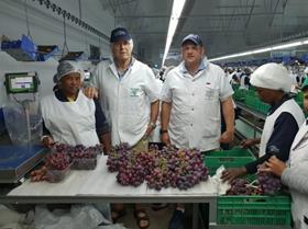 Anton Viljoen table grapes