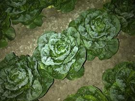 Lettuce frost damage