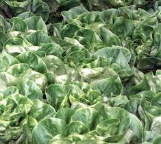Lettuce behind poisoning outbreak