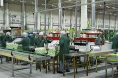 The Greenery packhouse