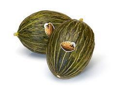 Ricura melon