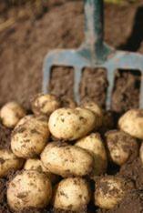 Festive boost gives potato category New Year hope