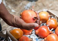 India pomegranates