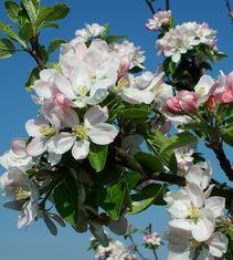 Apple blossom fully open