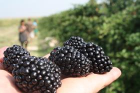 Toader Teodor blackberries