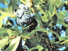 Growers get blueberry education