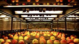 DE BayWa apple sorting Bodensee