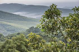 Westfalia South Africa avocados