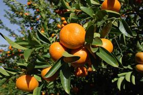 GEN citrus tree in the sun