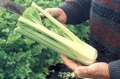 Celery in allergy-labelling update