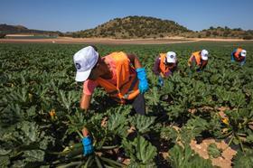 Spanish courgettes