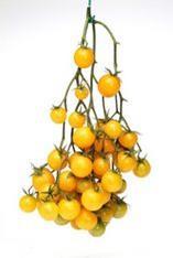 $350,000 a kilo tomato seeds