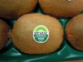 Enza green Italian kiwifruit